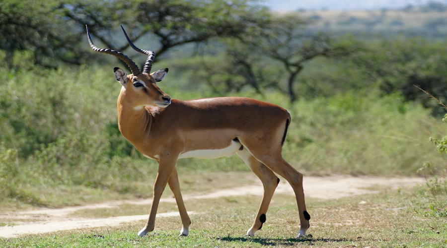 what additional costs may arise during safari